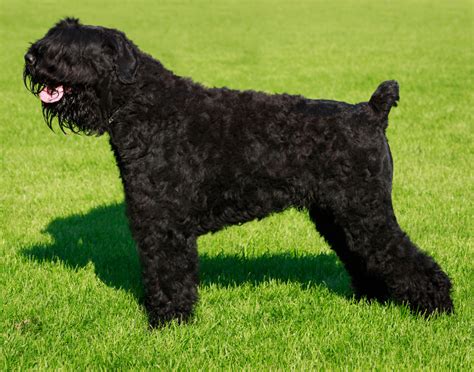 Šteňa čierneho ruského teriéra