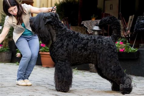 Dospelý čierny ruský teriér