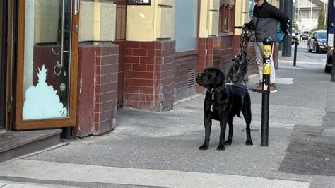 Pes čakajúci pred obchodom