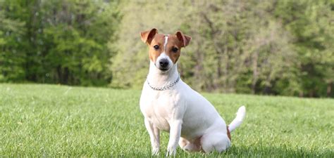 Obrázok psa plemena Jack Russell teriér