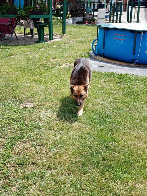 Pes prežívajúci smútok