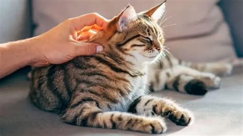 Mačka hrajúca sa so závesnou hračkou na dverách