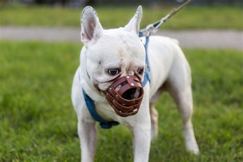 Ilustrácia kovového náhubku pre psa