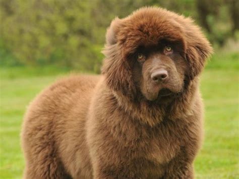 Novofundlandský pes zachraňuje tonoucího