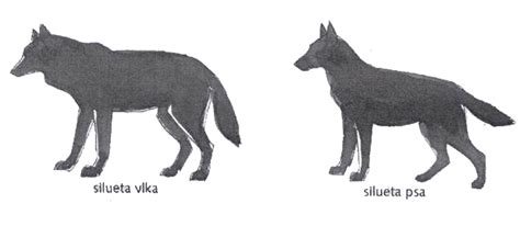 Porovnanie vlčiaka a vlka