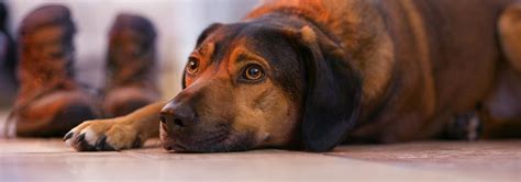 Ilustrácia častých zdravotných problémov u yorkšírskych teriérov