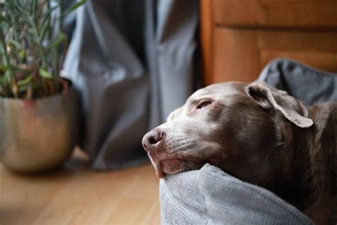 Pes oddychujúci v nepremokavom pelechu vo dvore