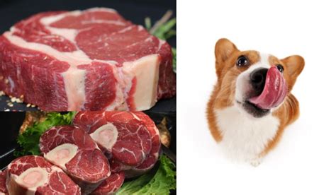 Ilustrácia psa jediaceho surové mäso