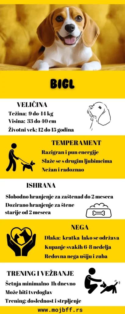 Infografika o psom čuchu a rakovine