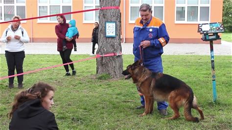ilustračná fotografia psa pri výcviku
