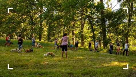 Výcvik psa na detekciu hypoglykémie