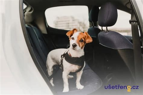 Pes utekajúci v búrke