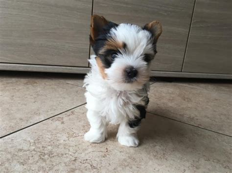 Šteniatko Biewer teriéra s charakteristickým trojfarebným sfarbením