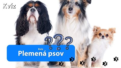 Rozmanitosť psích plemien