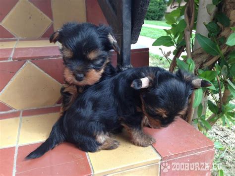 Yorkshirsky terier steniatko