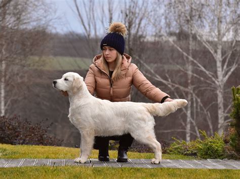 Ilustrácia dvoch zlatých retrieverov priateľsky interagujúcich