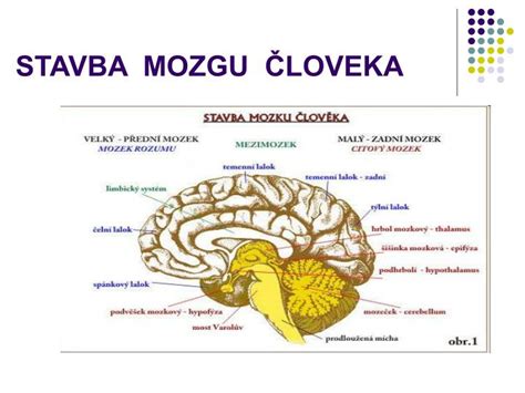 Porovnanie mozgu človeka a psa