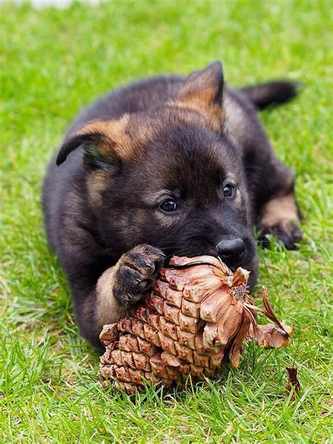 Šteniatko dostáva pamlsok za odmenu