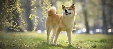 Povaha Shiba Inu