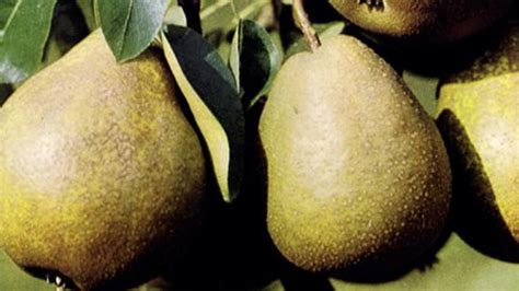 Rôzne odrody hrušiek