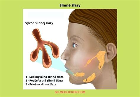 Schéma slinných žliaz psa