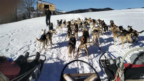 Psí záprah na Aljaške