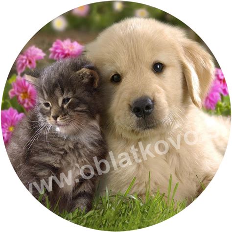 Scéna zo Psíček a mačička