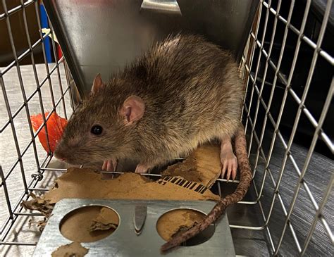 Ilustrácia rôznych farieb a foriem jedu na potkany