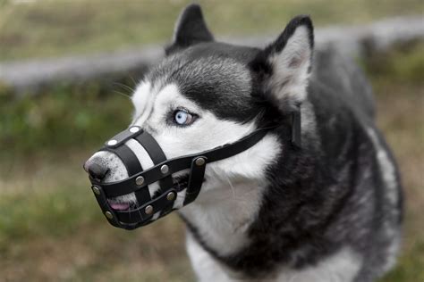 Obrázok psa s náhubkom počas prechádzky