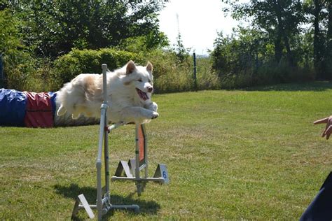 Ilustrácia psa, ktorý dychčí v rôznych situáciách