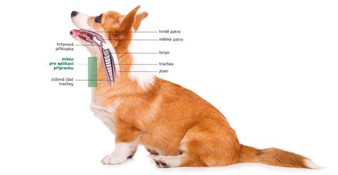 Infografika porovnávajúca normálne a abnormálne dýchanie psa