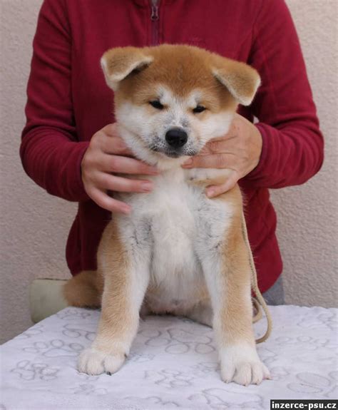 Štěně Akita Inu