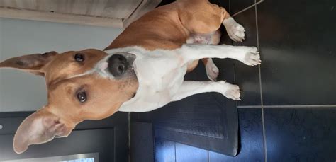 Porovnanie hláv amerického staforda a pitbulla