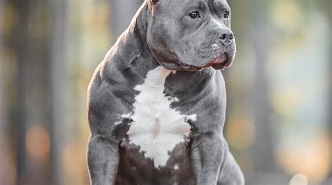 Ilustračná fotografia psa plemena American Bully XL