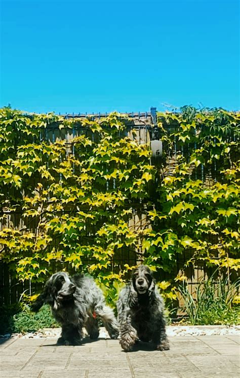 Schematické znázornenie genetického miešania pri krížení psov