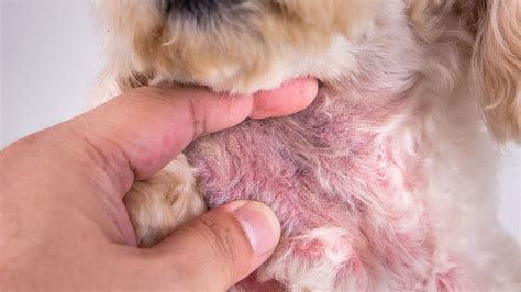 Ilustrácia rôznych kožných problémov u psov