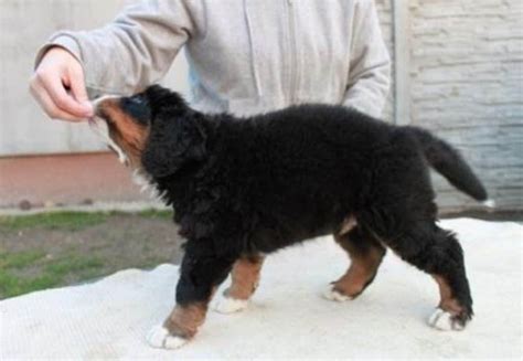 Šteňa Baskického pastierskeho psa pri hre