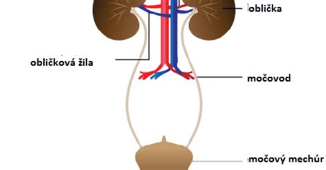 schéma močového systému psa