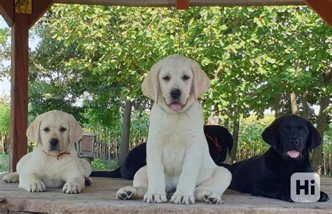 História labradorského retrívera