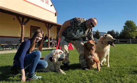 Výcvik a socializácia labradorského retrívera