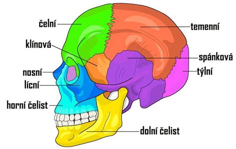 Schéma brachycefalickej lebky psa
