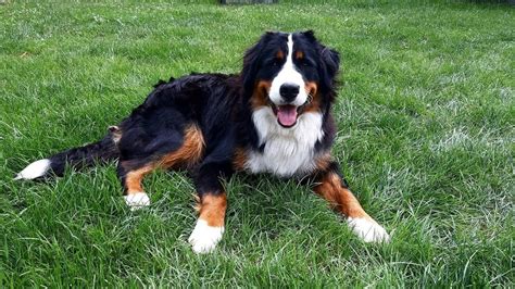 História appenzelského salašníckeho psa