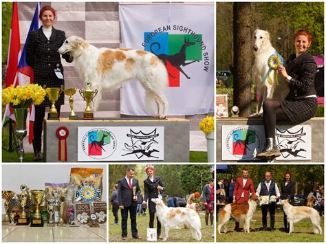 Výsledky výstav appenzelského salašníckeho psa