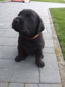 Šteniatka labradorského retrívera