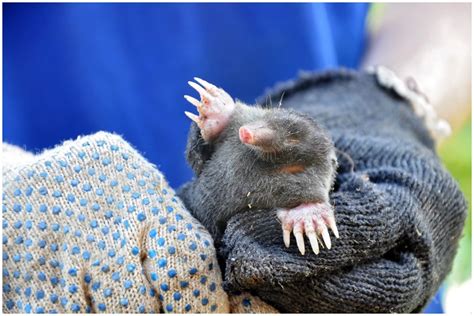 Rôzne typy pascí na krtkov