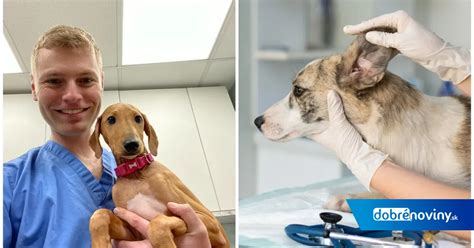 Veterinár podávajúci injekciu psovi