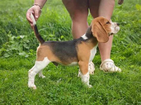 Bígl hrajúci sa s rodinou