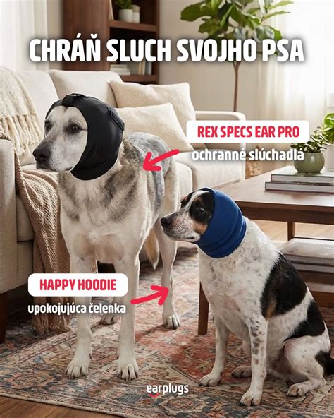 Sluch mačky a psa
