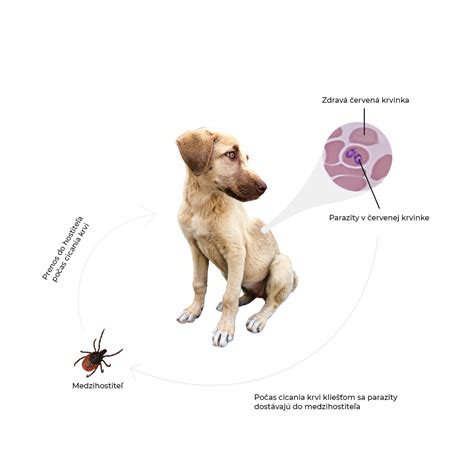 Infografika znázorňujúca hlavné choroby prenášané kliešťami u psov