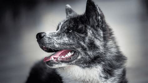 História a pôvod plemena Akita Inu